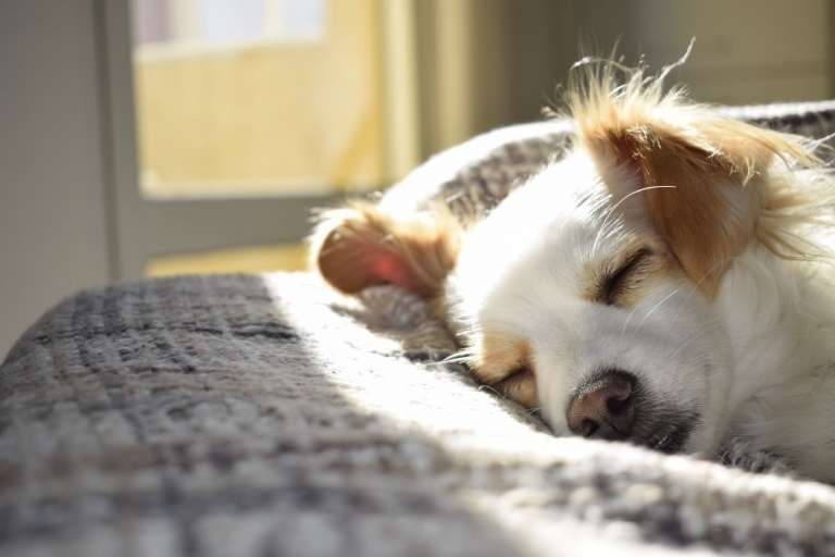 Dormire con il cane fa bene: ecco 5 benefici che porta il tuo amico a quattro zampe